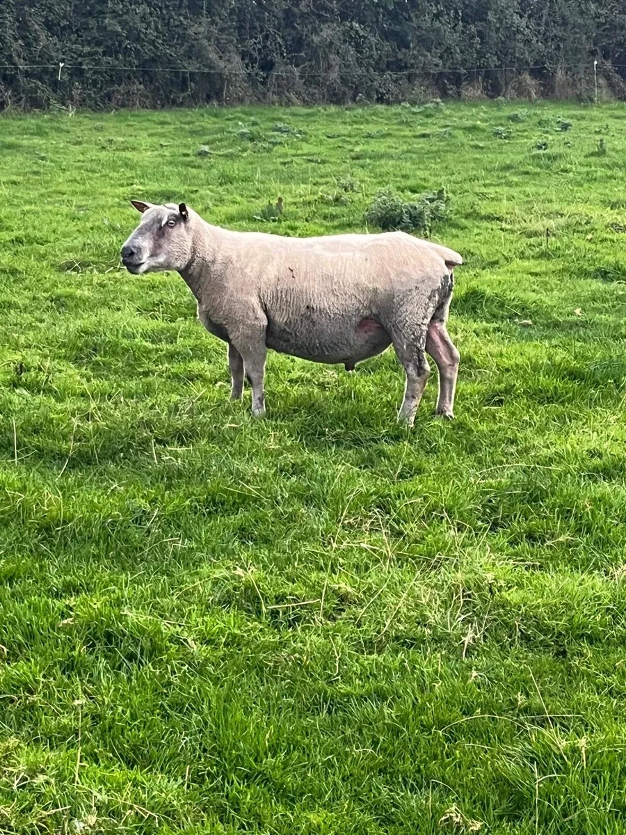 Ram - Image 2