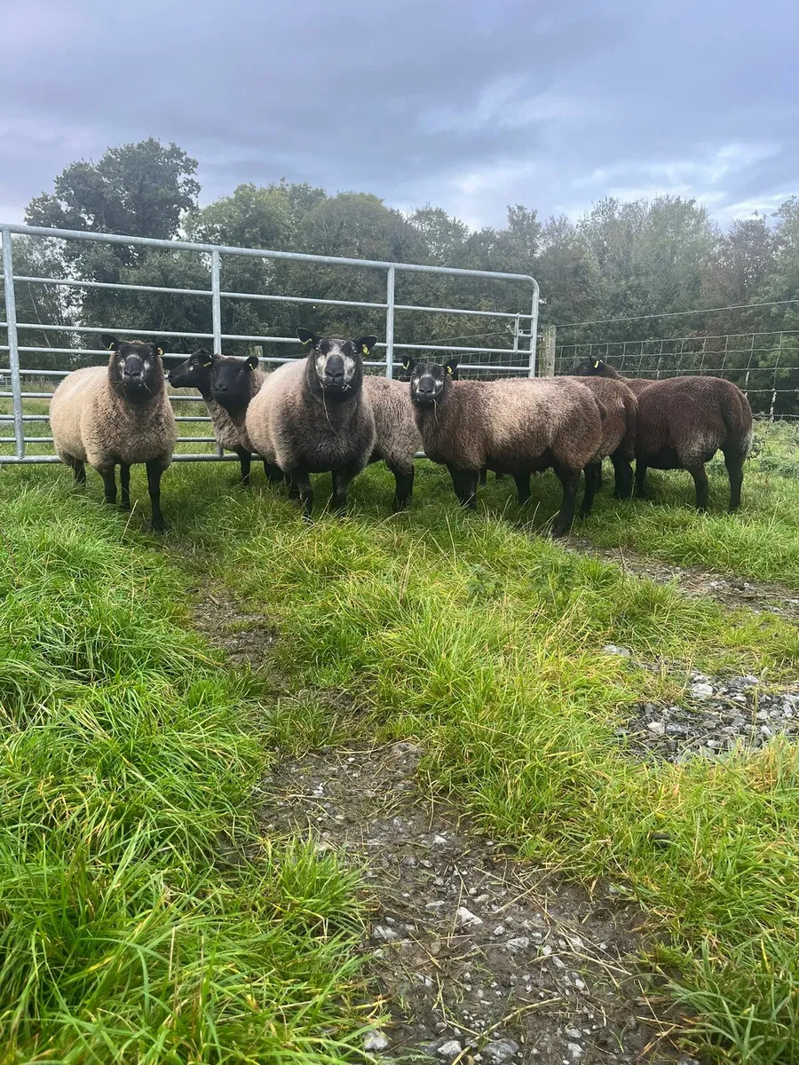 Ewes, hoggets,  Ram lambs - Image 1