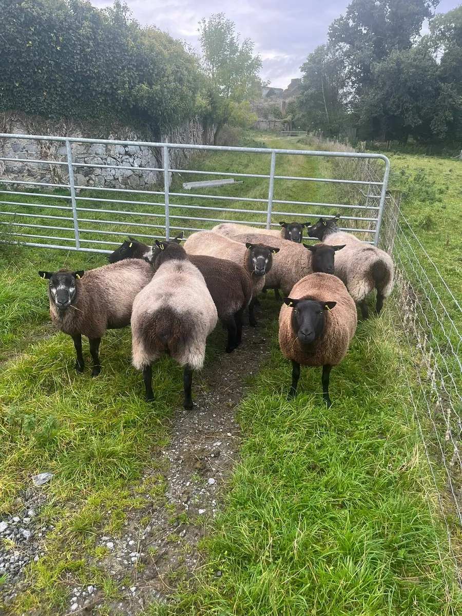 Ewes, hoggets,  Ram lambs - Image 2