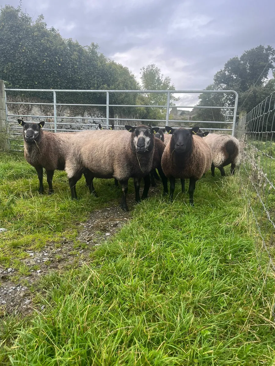Ewes, hoggets,  Ram lambs - Image 3