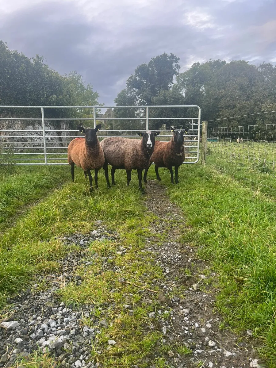 Ewes, hoggets,  Ram lambs - Image 4