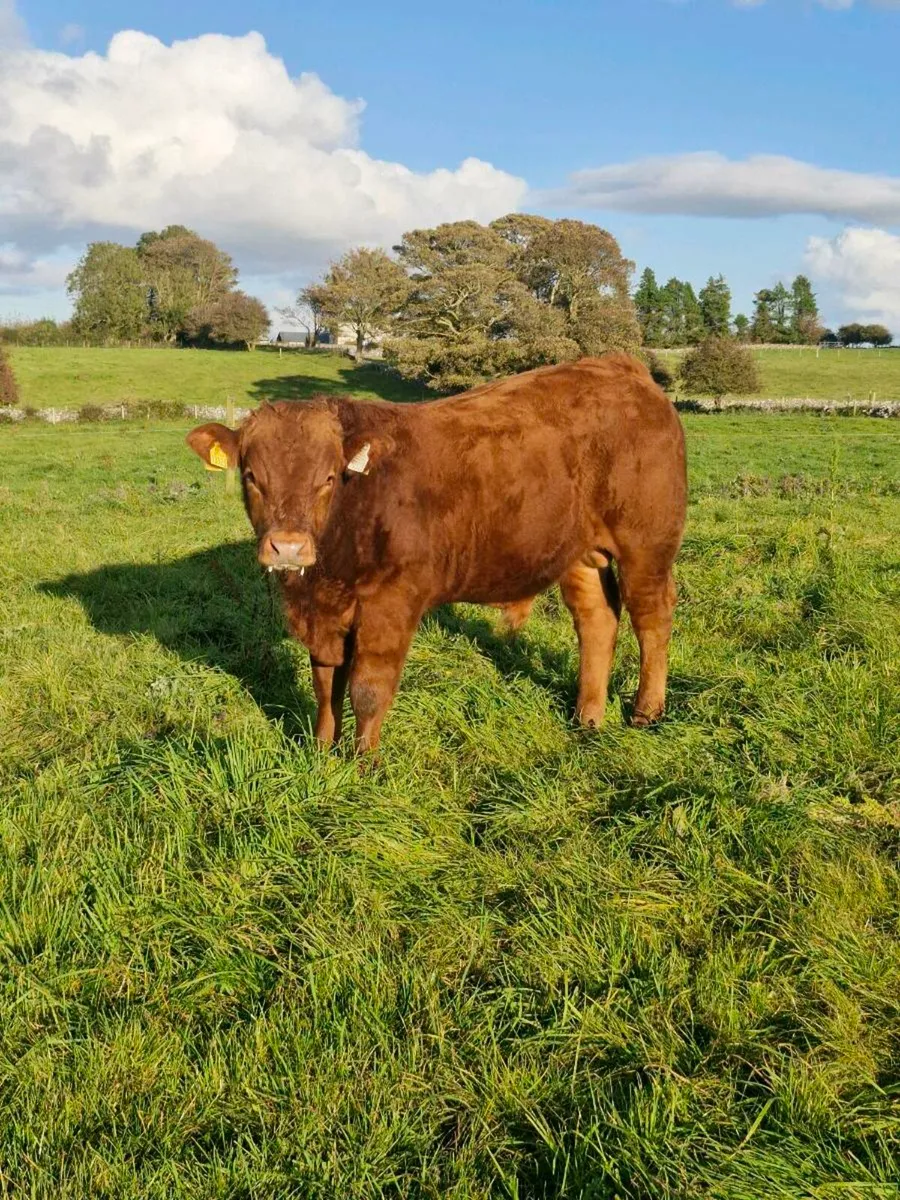 Bull Weanling - Image 1