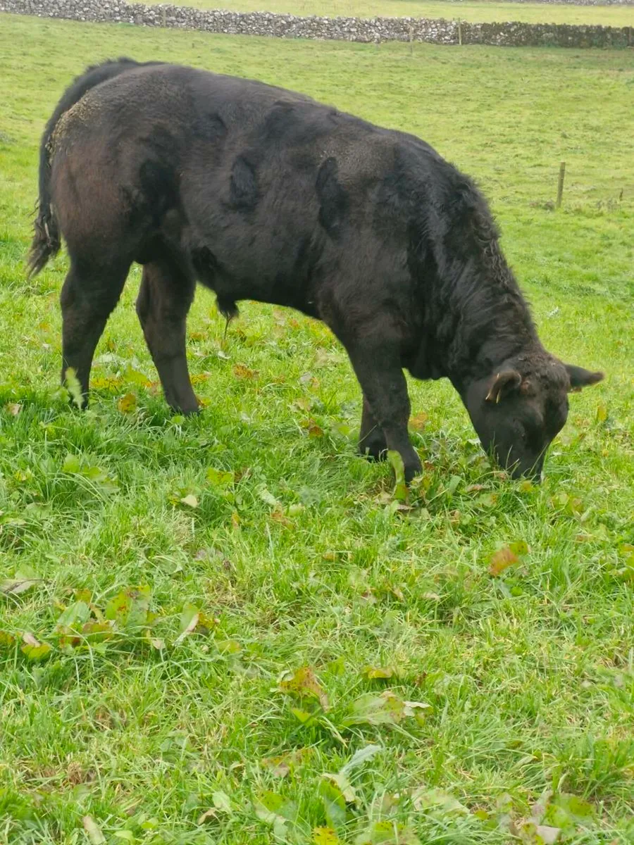 Bull Weanling - Image 2