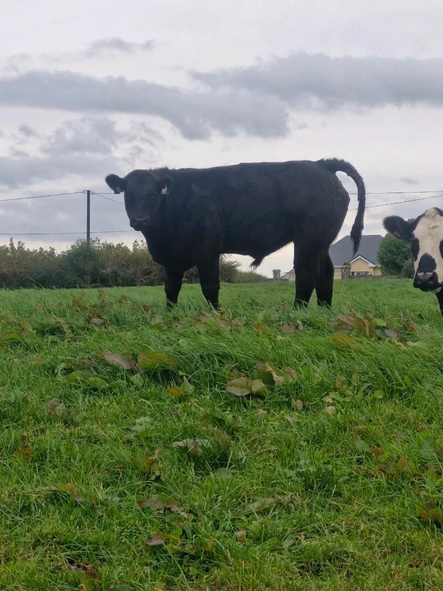Bull Weanling - Image 3