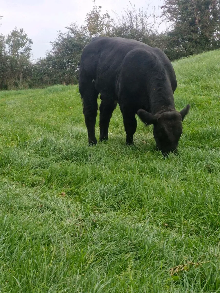 Bull Weanling - Image 4