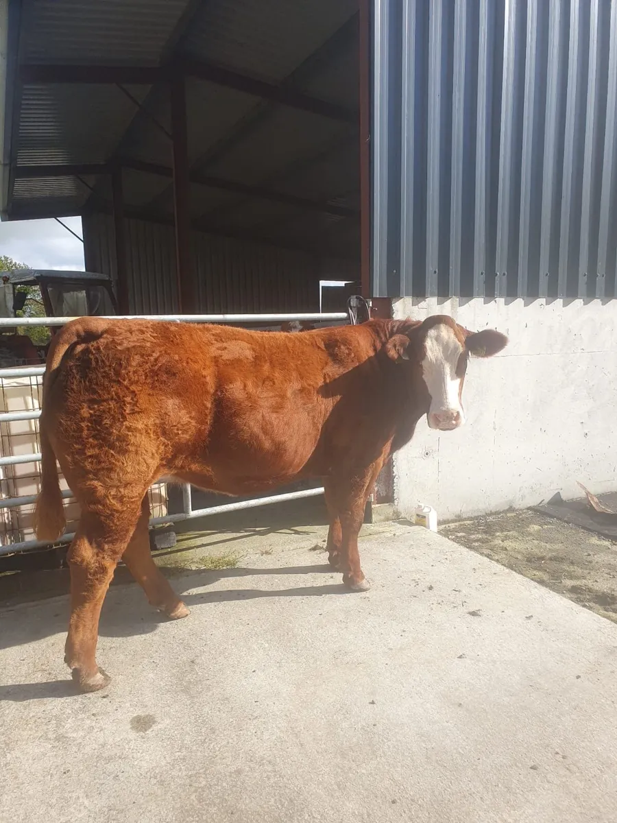 Super Breeding heifer🔥Balla mart October 4th - Image 1