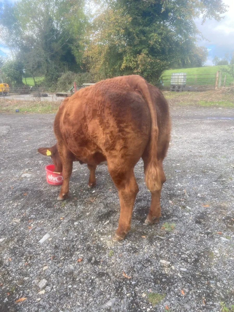 Super Breeding heifer🔥Balla mart October 4th - Image 4