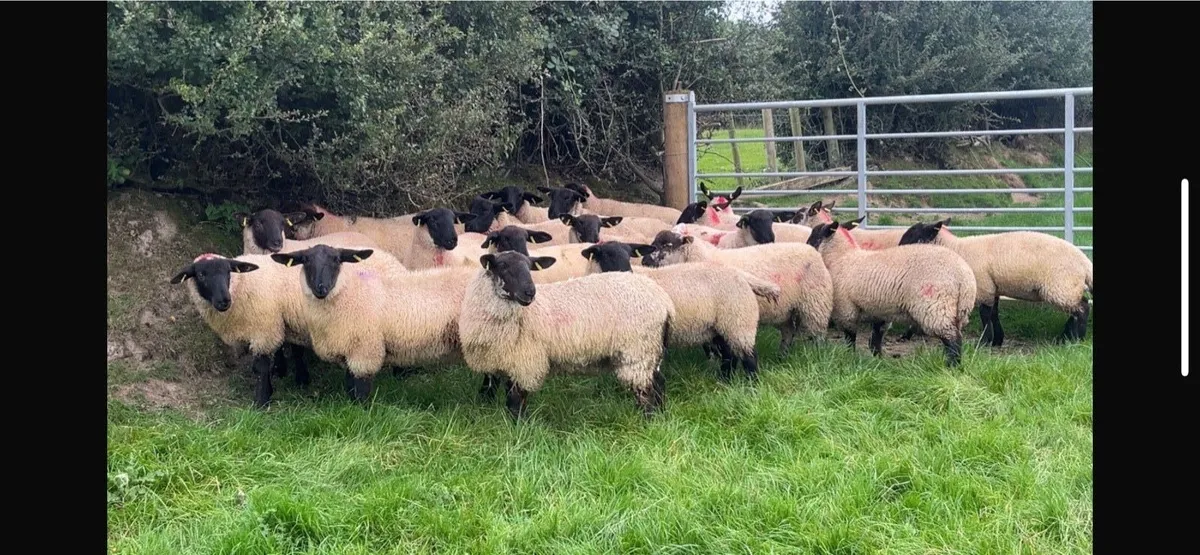 SUFFOLK EWE LAMBS FOR BALLINASLOE MART