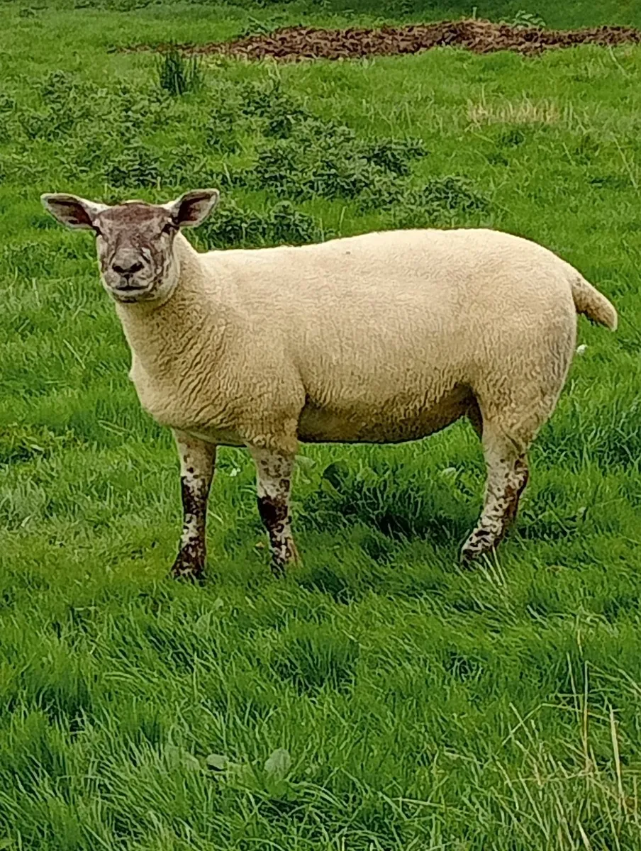 Organic hoggets - Image 2