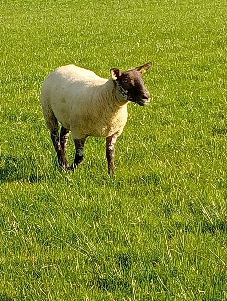 Organic hoggets - Image 4