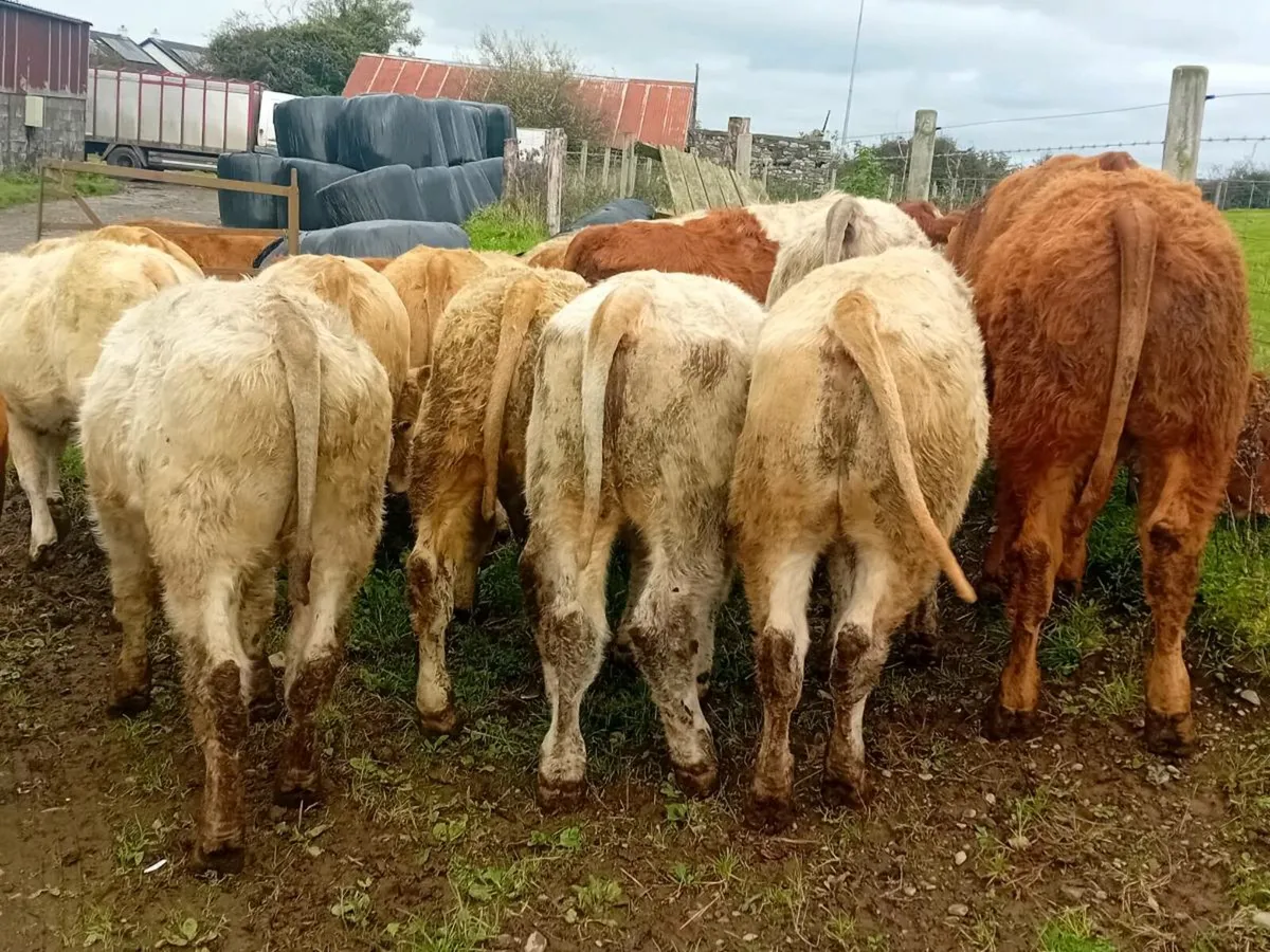 15 Smashing Bull Weanlings - Image 1
