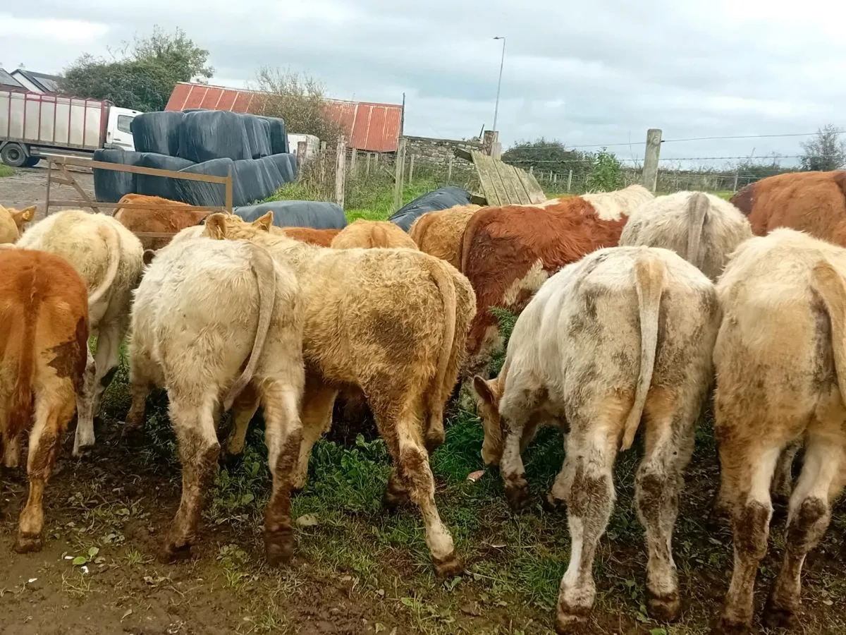 15 Smashing Bull Weanlings - Image 2