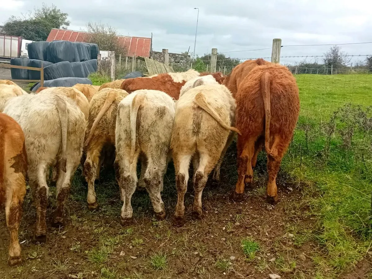 15 Smashing Bull Weanlings - Image 3