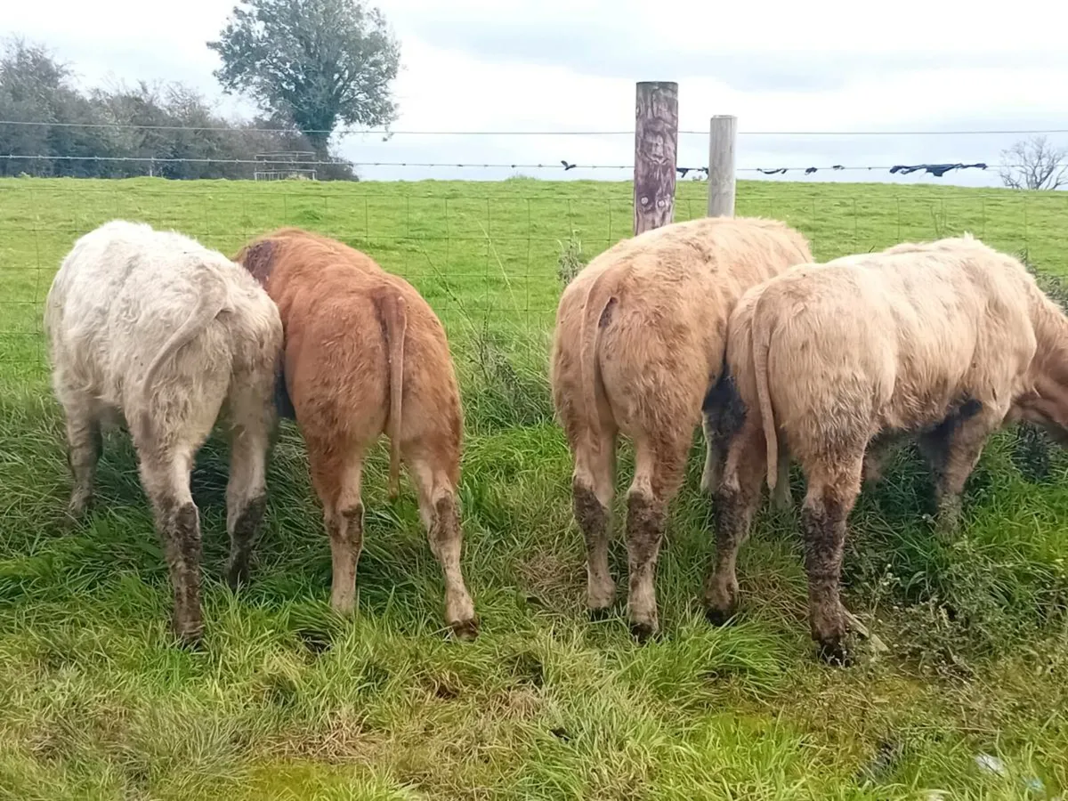 15 Smashing Bull Weanlings - Image 4