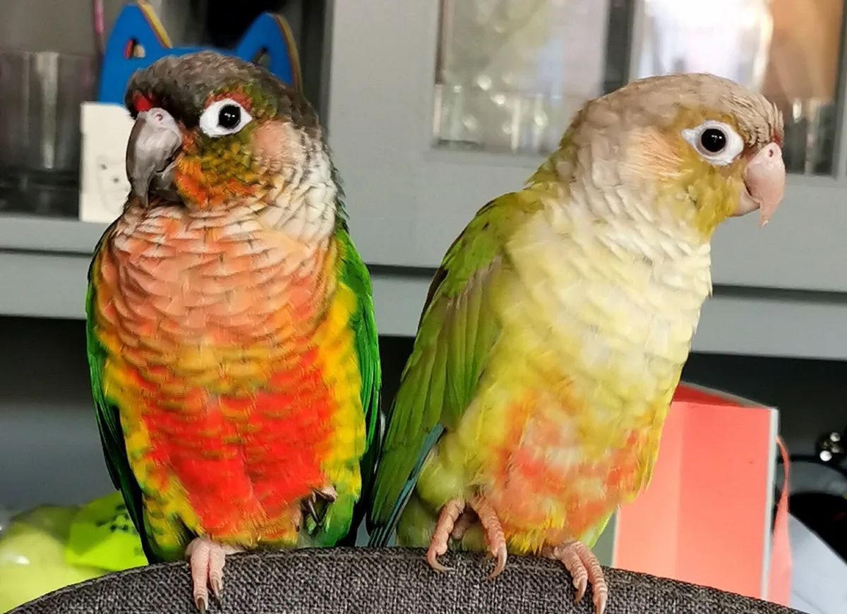 Conures - Image 1