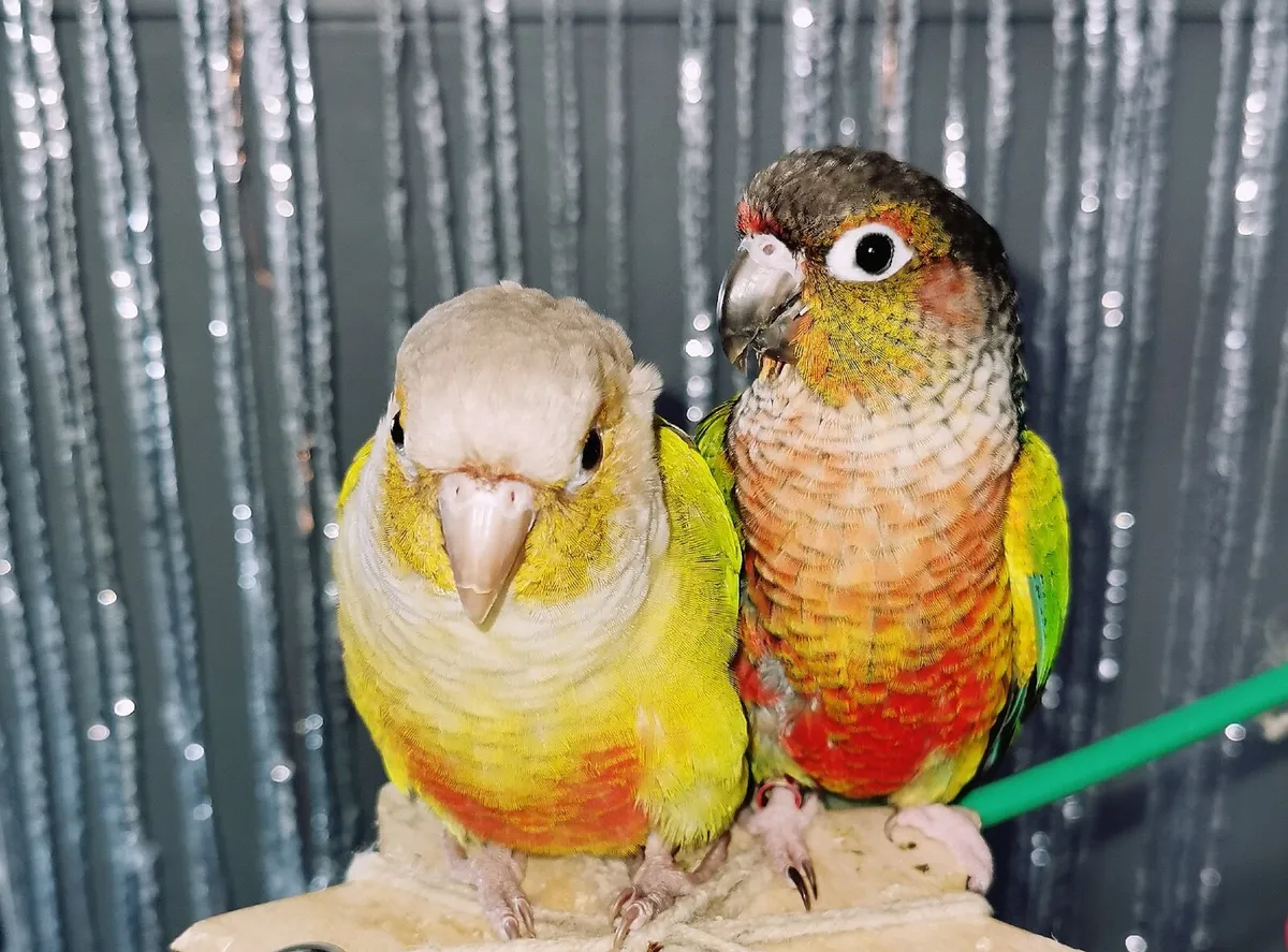 Conures - Image 2