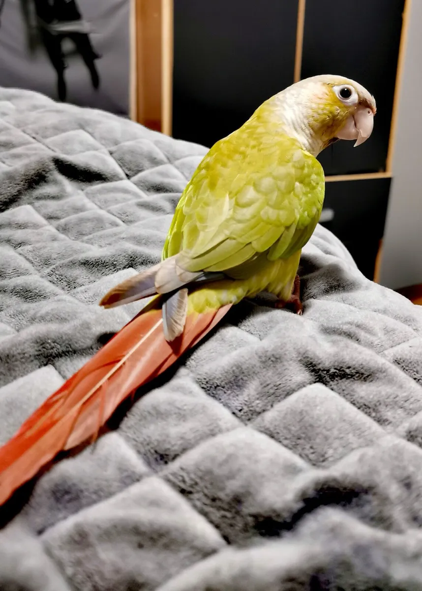 Conures - Image 3