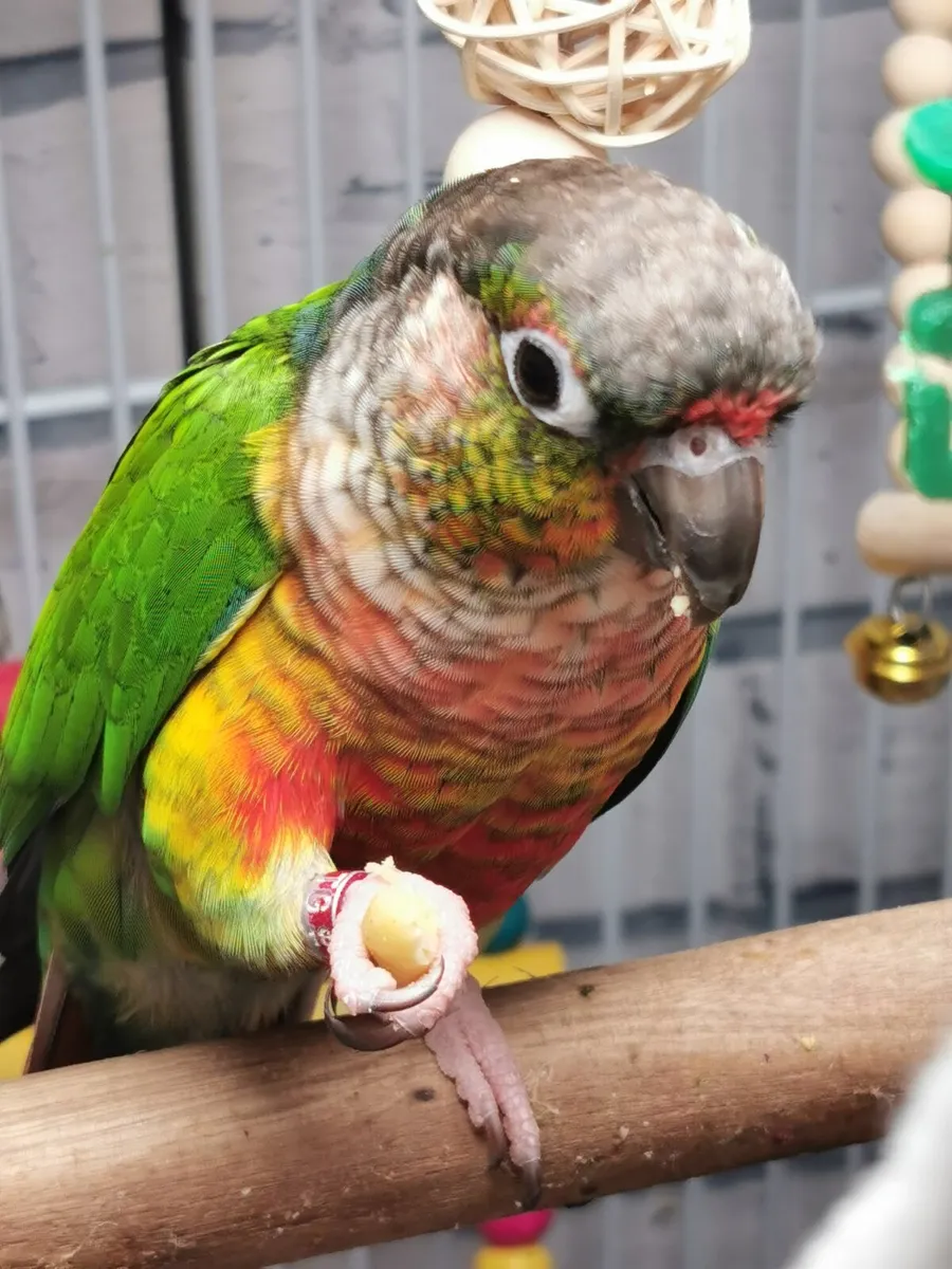 Conures - Image 4
