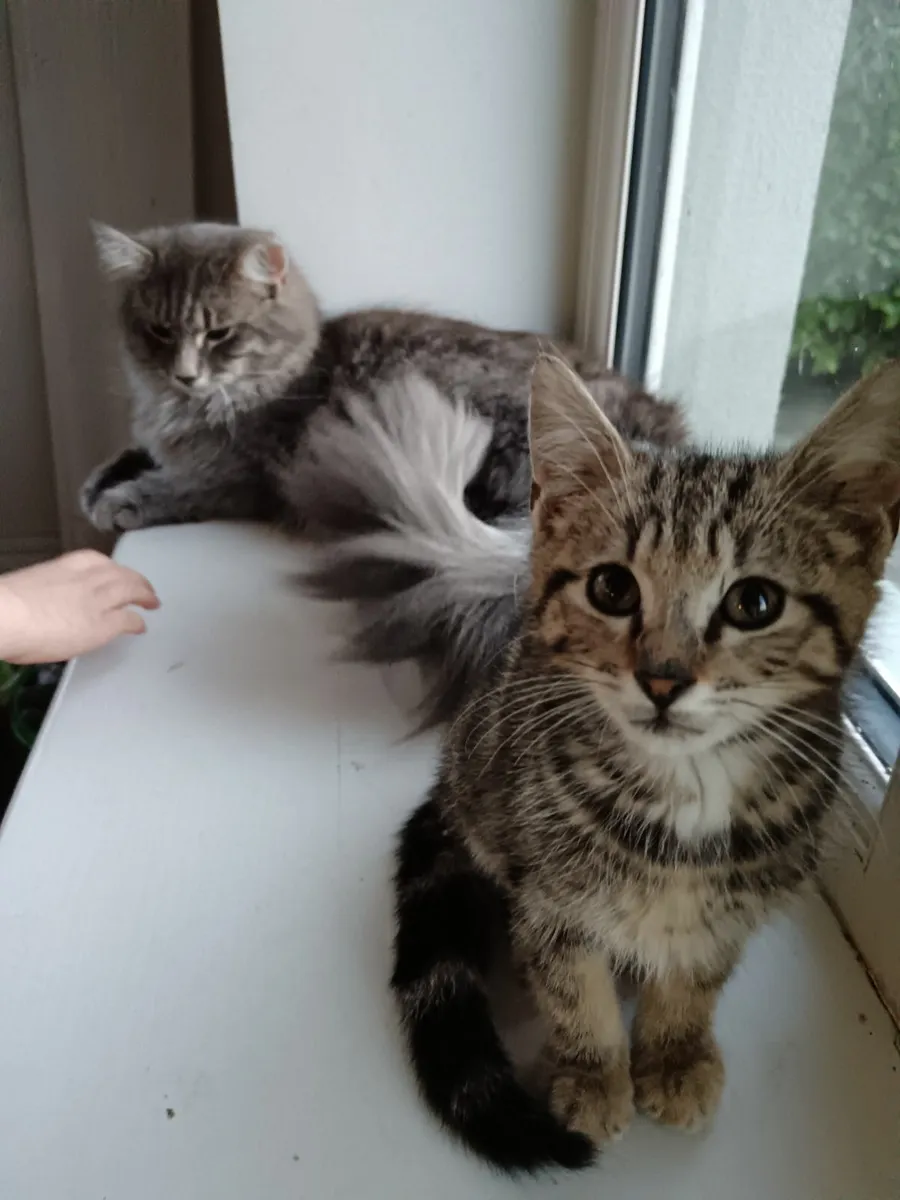 Kitten for sale 10 weeks old - Image 1