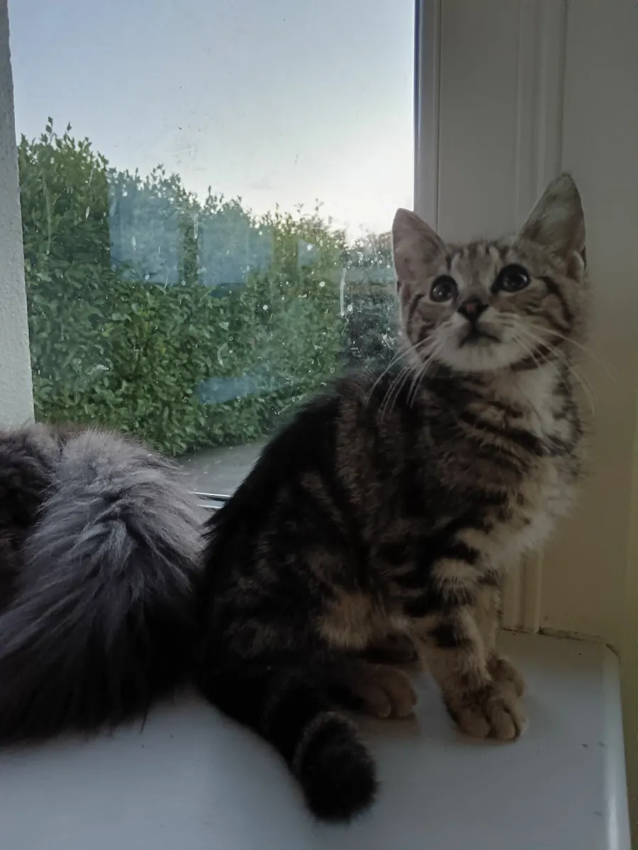 Kitten for sale 10 weeks old - Image 2