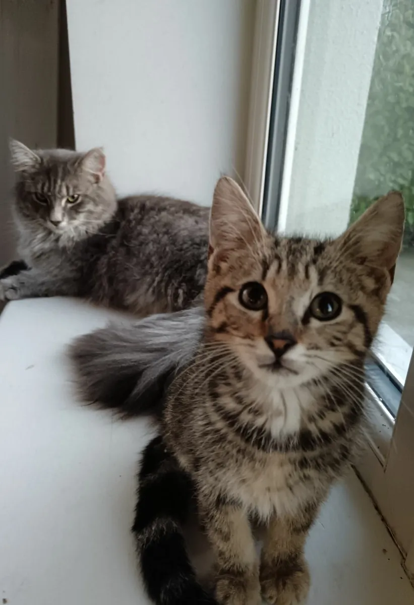 Kitten for sale 10 weeks old - Image 3