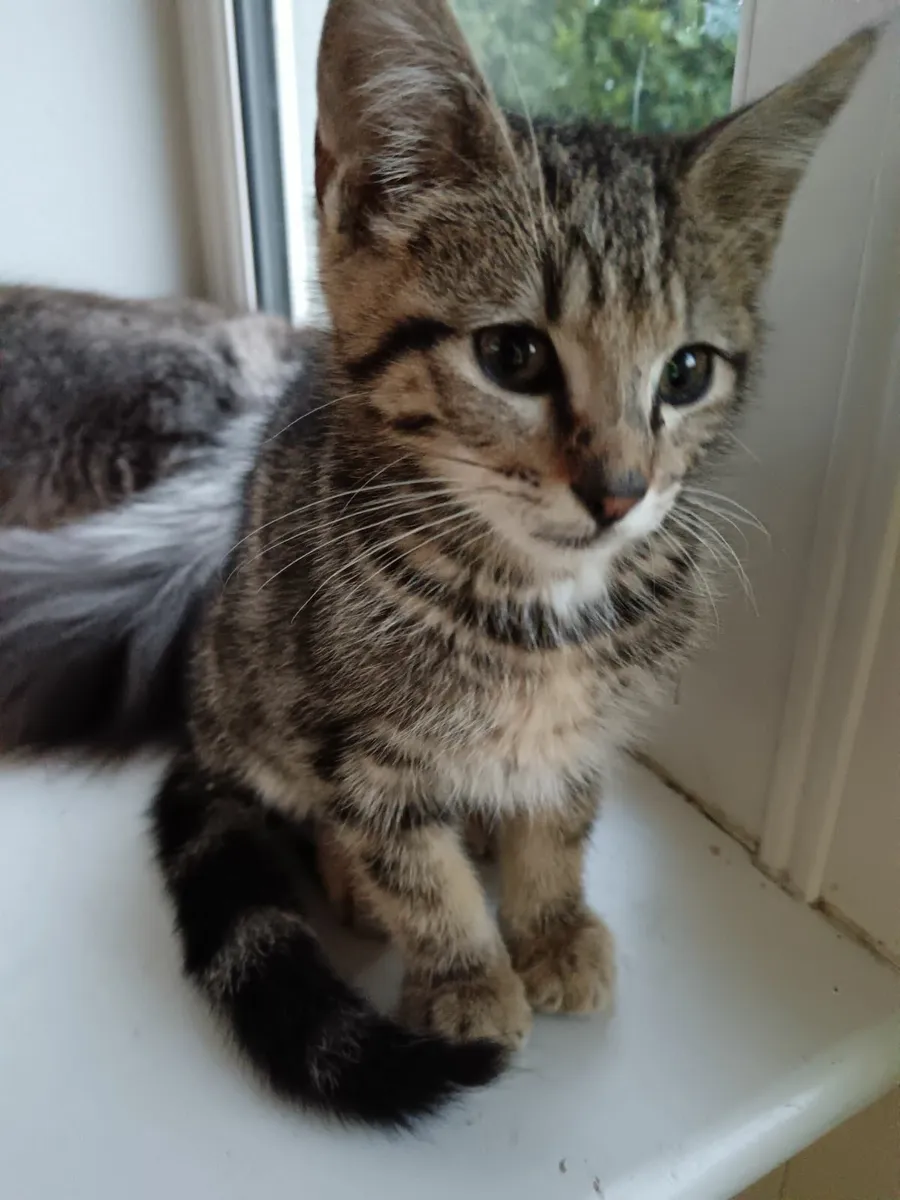 Kitten for sale 10 weeks old - Image 4