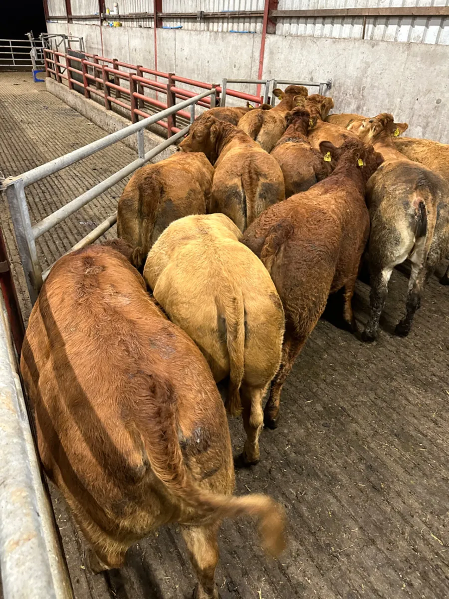 Forward lim heifers - Image 3