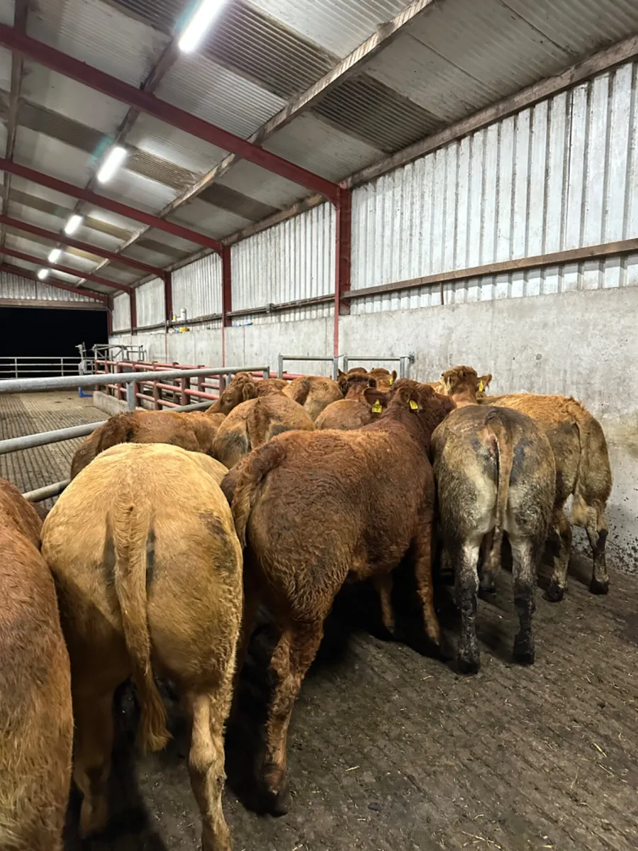 Forward lim heifers - Image 2