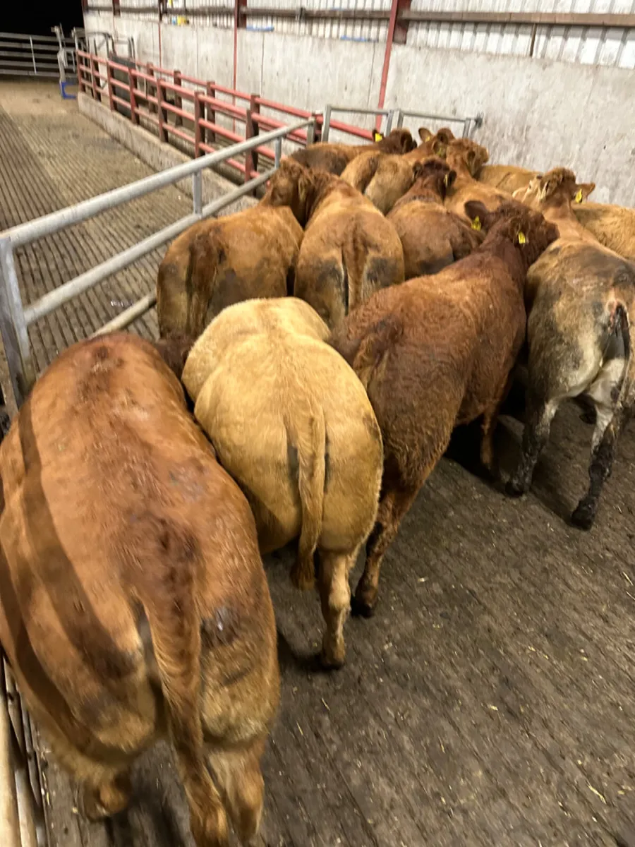 Forward lim heifers - Image 4