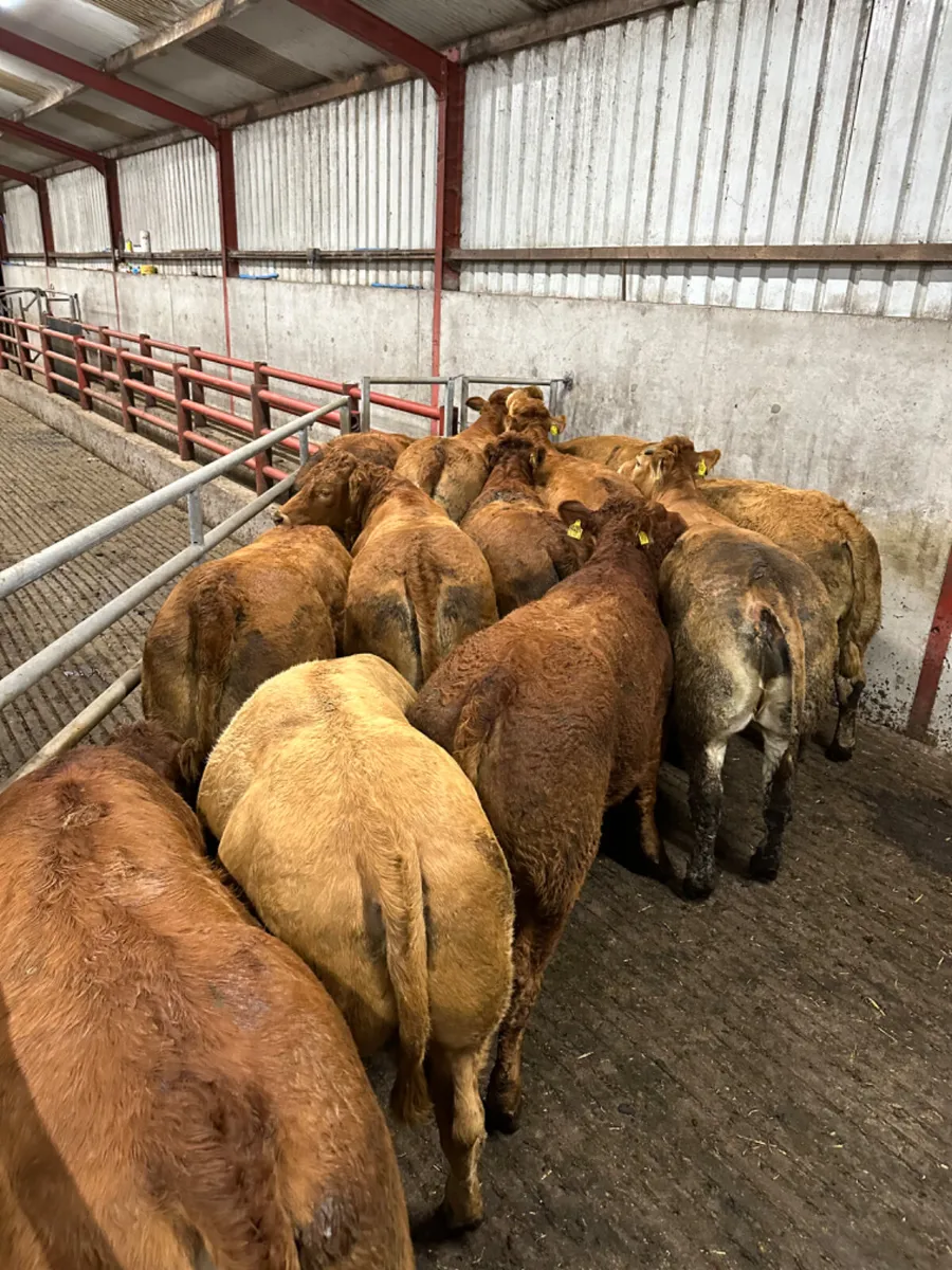 Forward lim heifers - Image 1