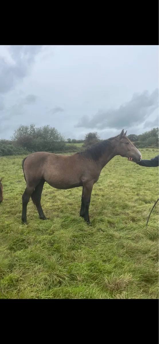 Trump warrior RID yearling colt - Image 1