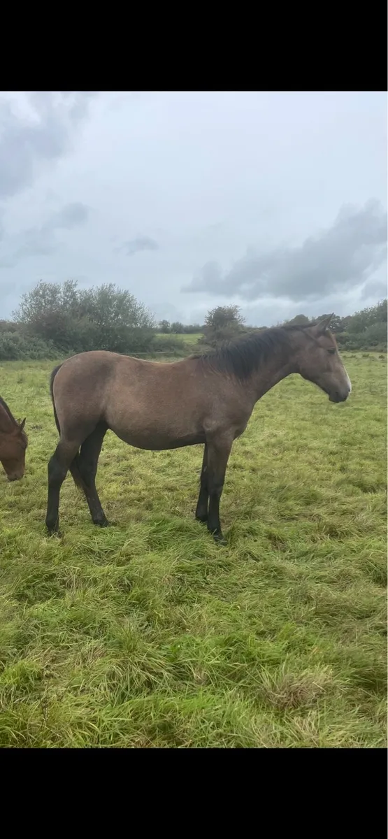 Trump warrior RID yearling colt - Image 2