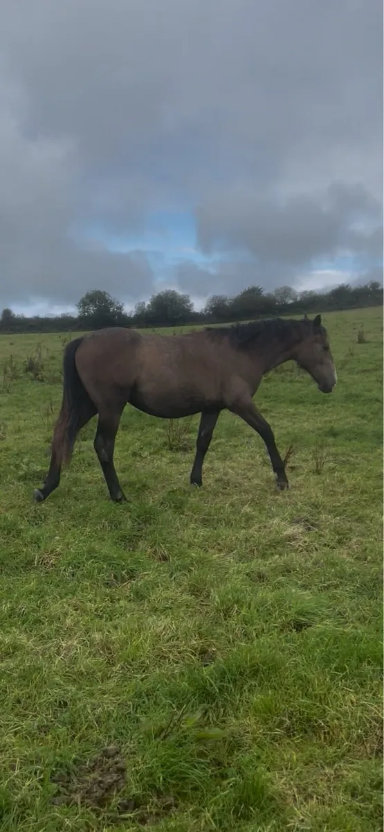 Trump warrior RID yearling colt - Image 3