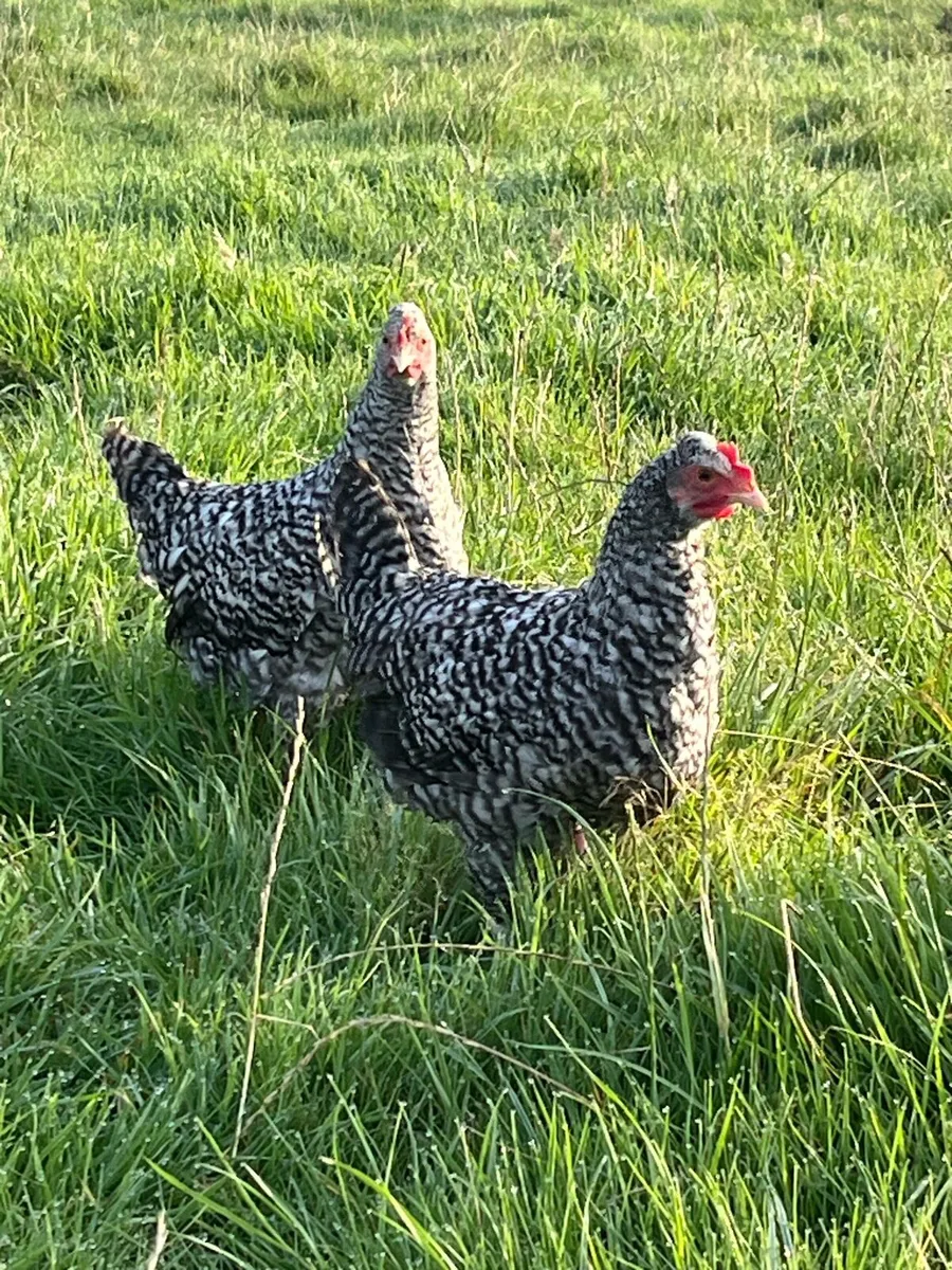 ⭐️maran pullets⭐️ - Image 1