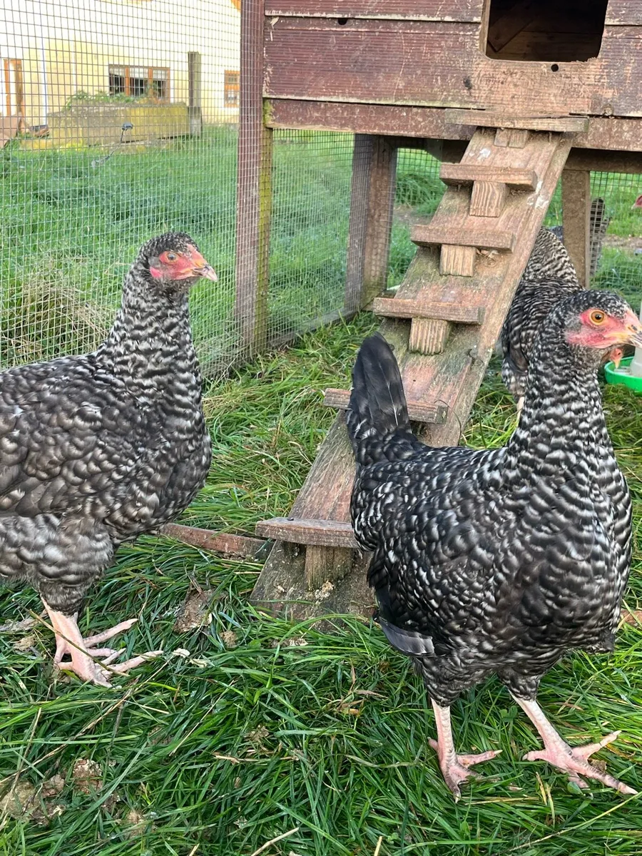 ⭐️maran pullets⭐️ - Image 2