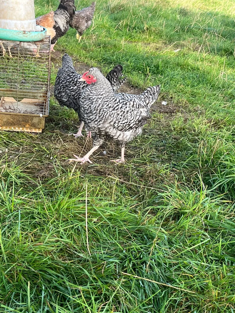 ⭐️maran pullets⭐️ - Image 3