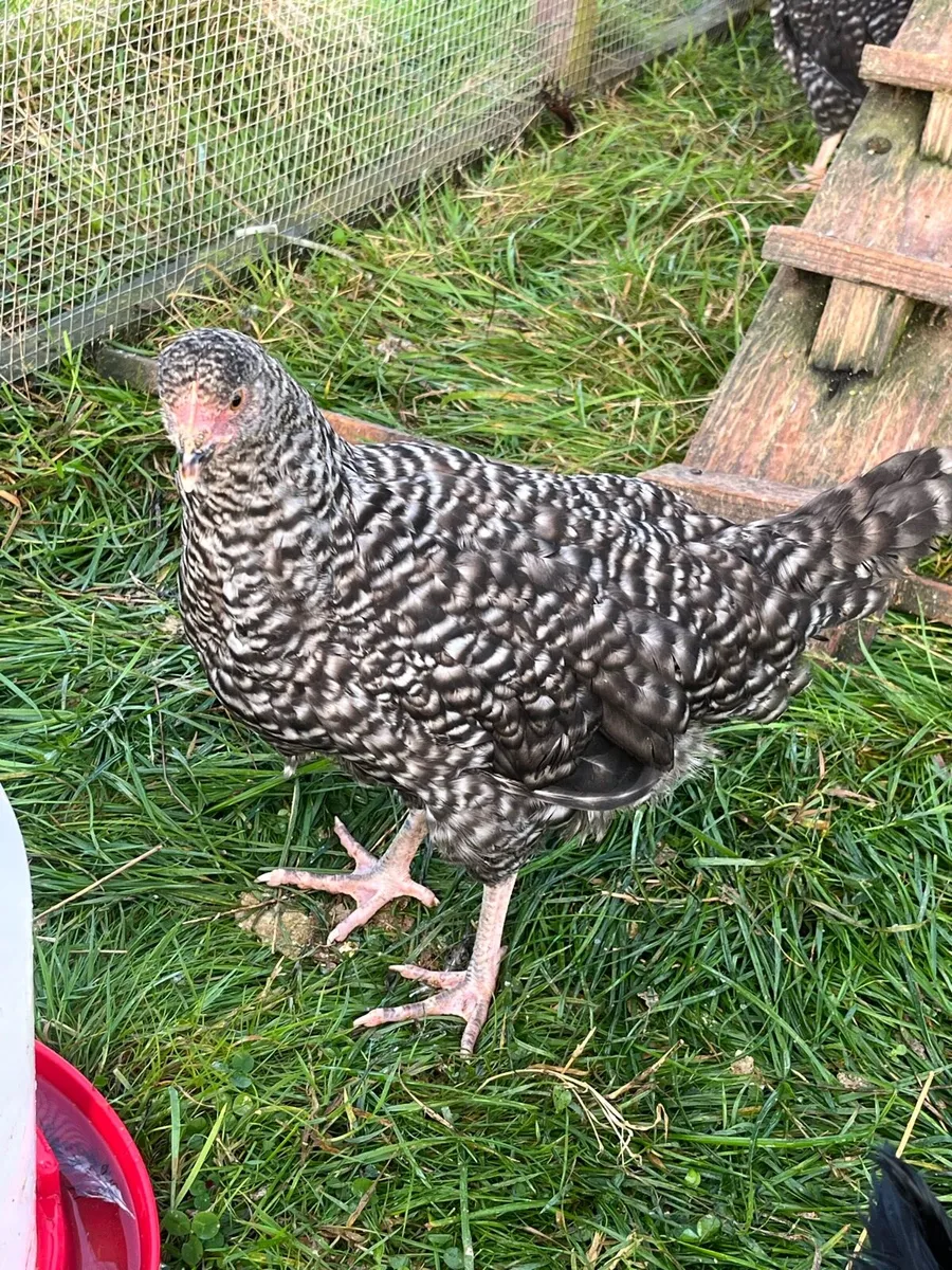 ⭐️maran pullets⭐️ - Image 4
