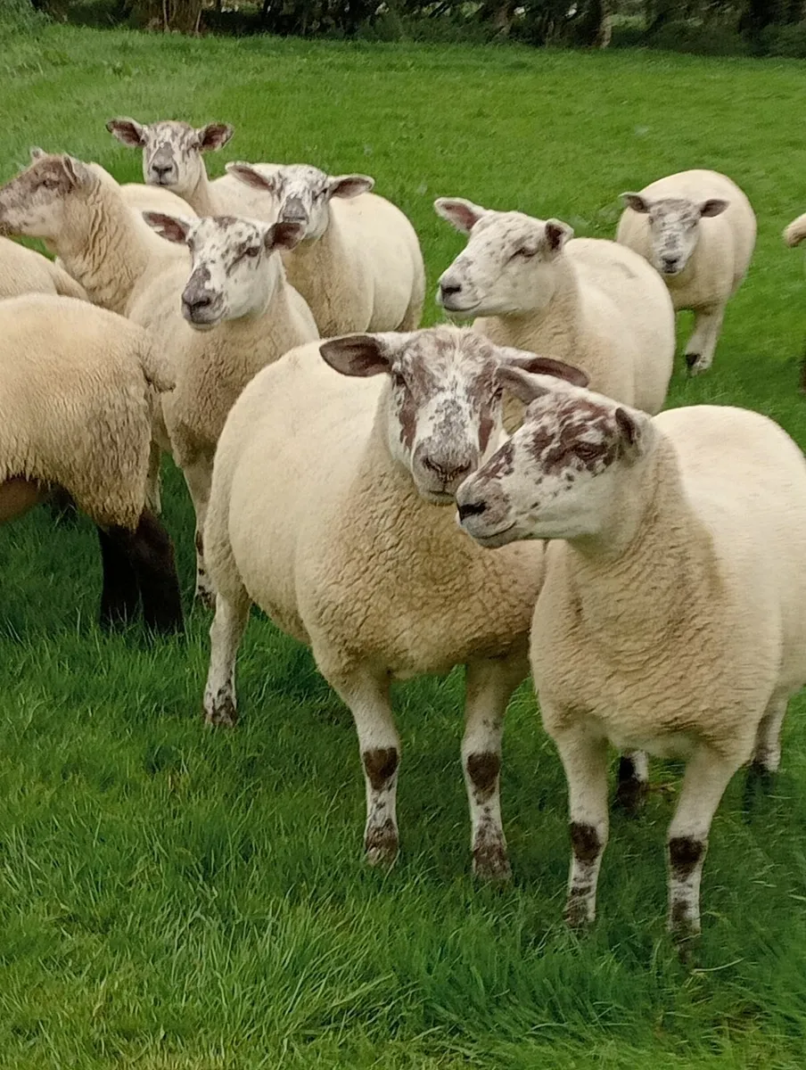 Organic hoggets - Image 1