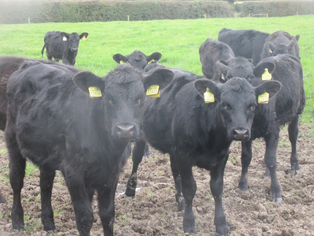 12 aberdeen angus heifer weanlings - Image 3