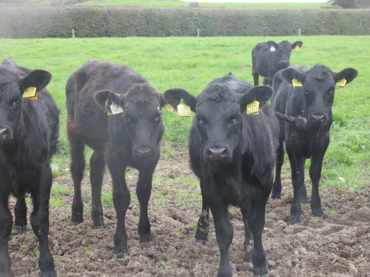 12 aberdeen angus heifer weanlings - Image 4