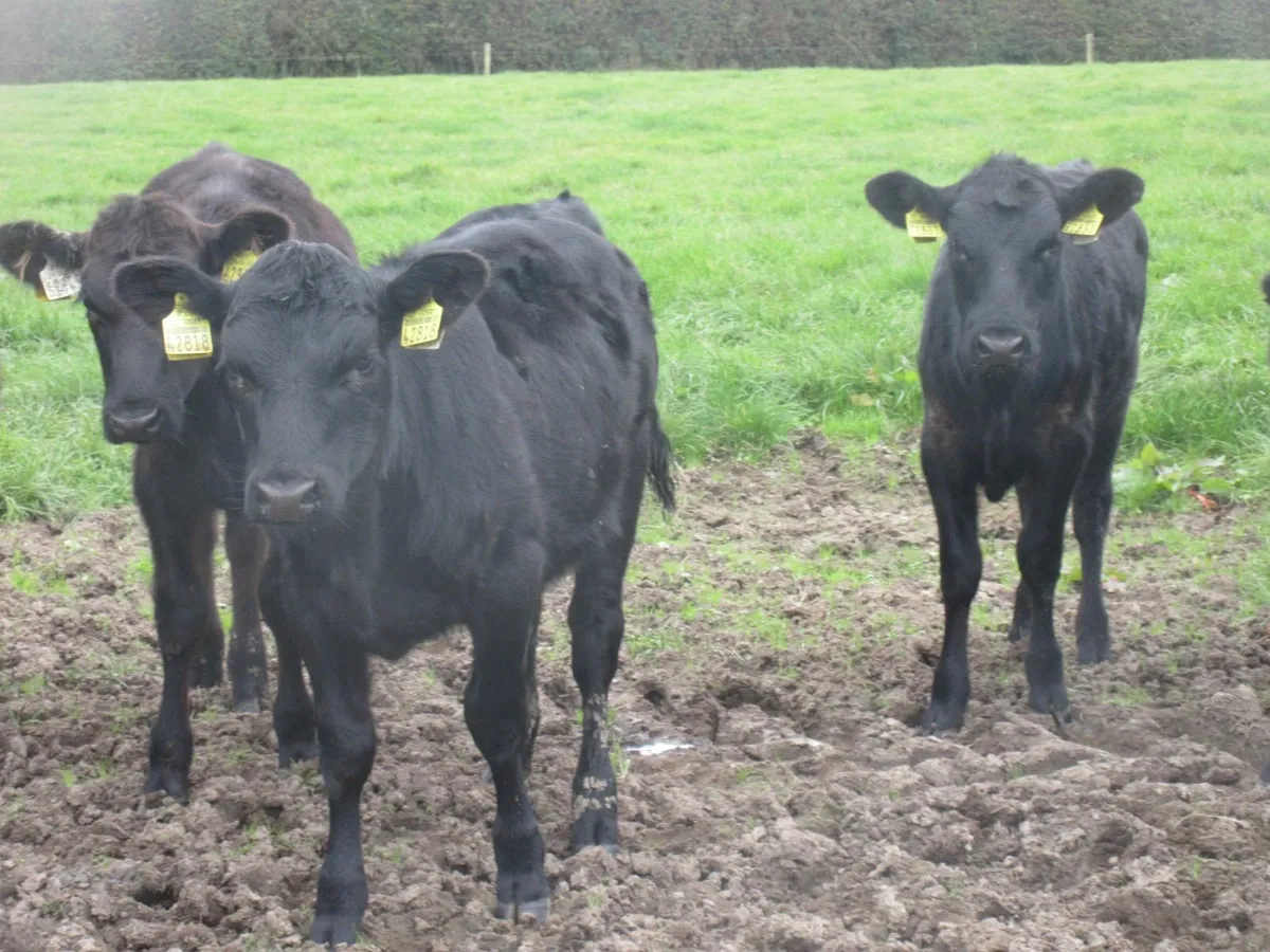 12 aberdeen angus heifer weanlings - Image 2