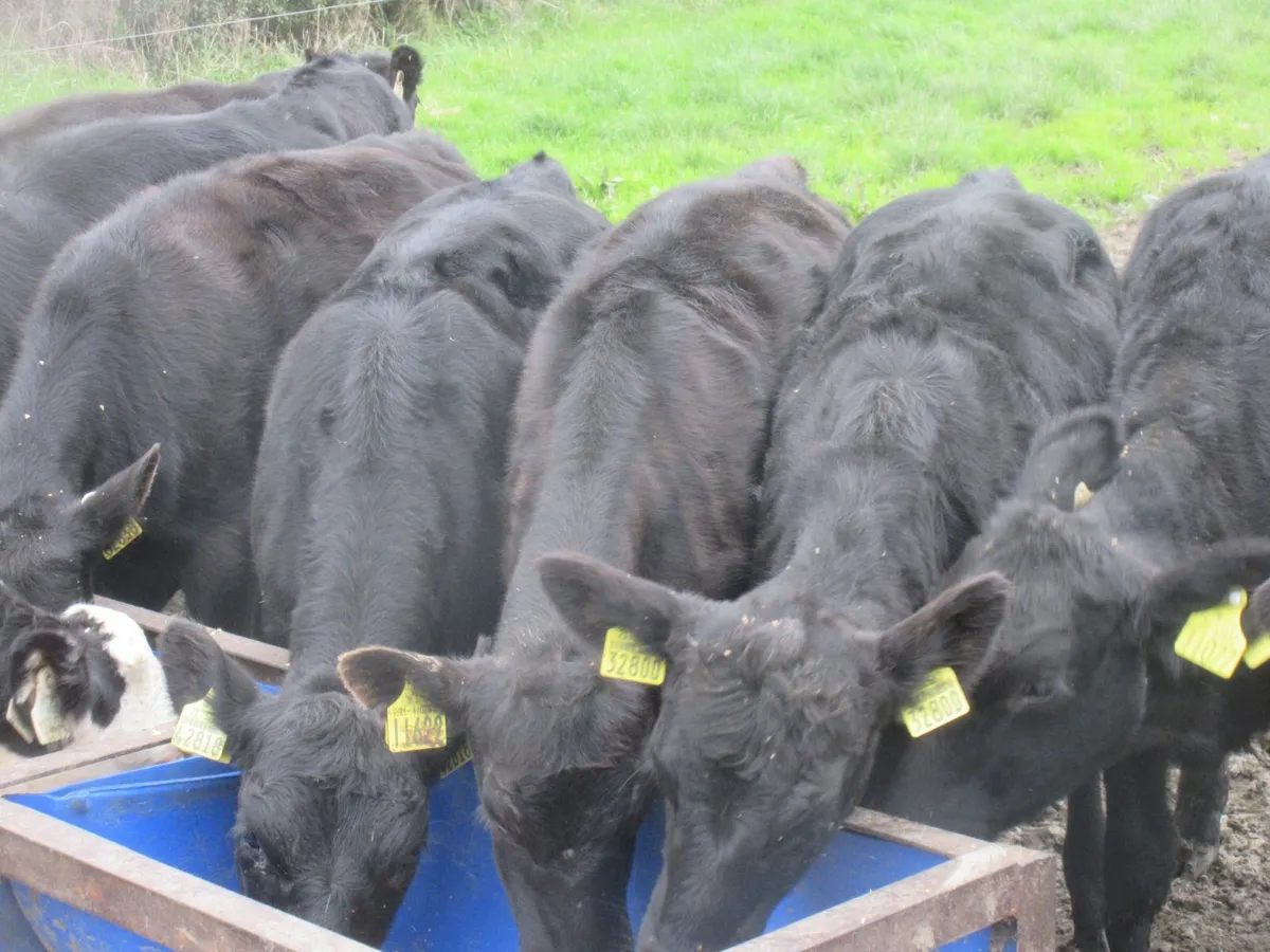 12 aberdeen angus heifer weanlings - Image 1