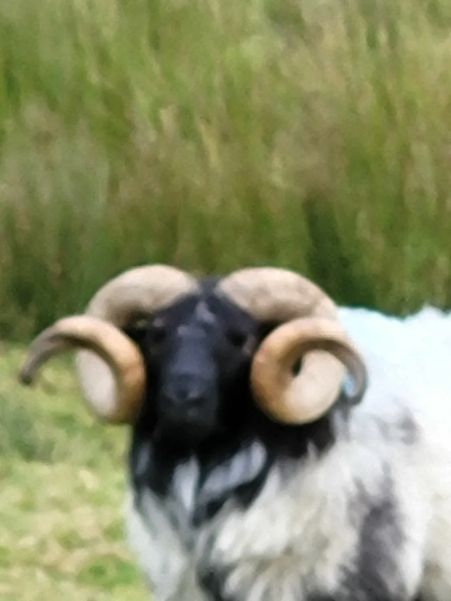 Rams - Image 1