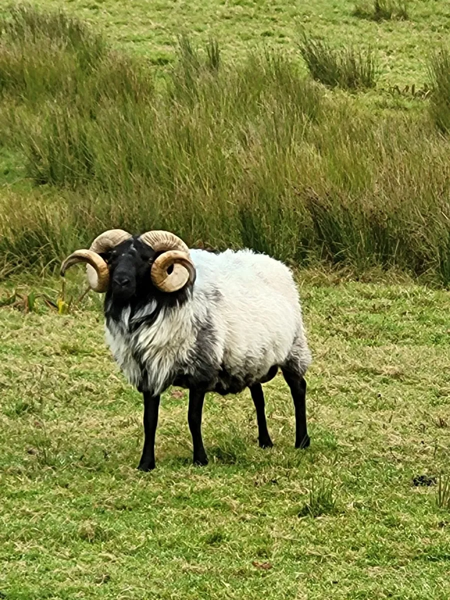 Rams - Image 2
