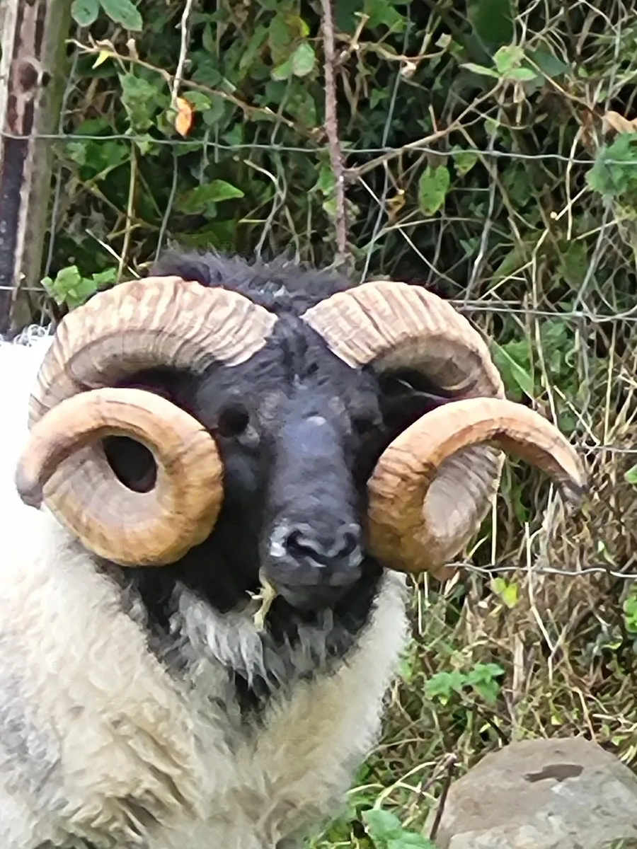 Rams - Image 3
