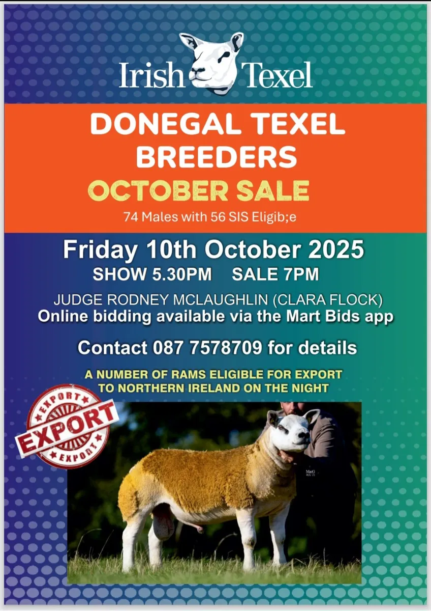 Donegal Texel Breeders Texel Ram Sale - Image 1