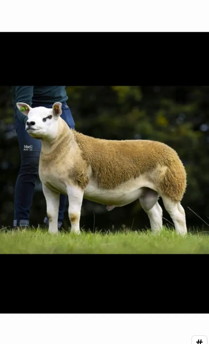 Donegal Texel Breeders Texel Ram Sale - Image 4