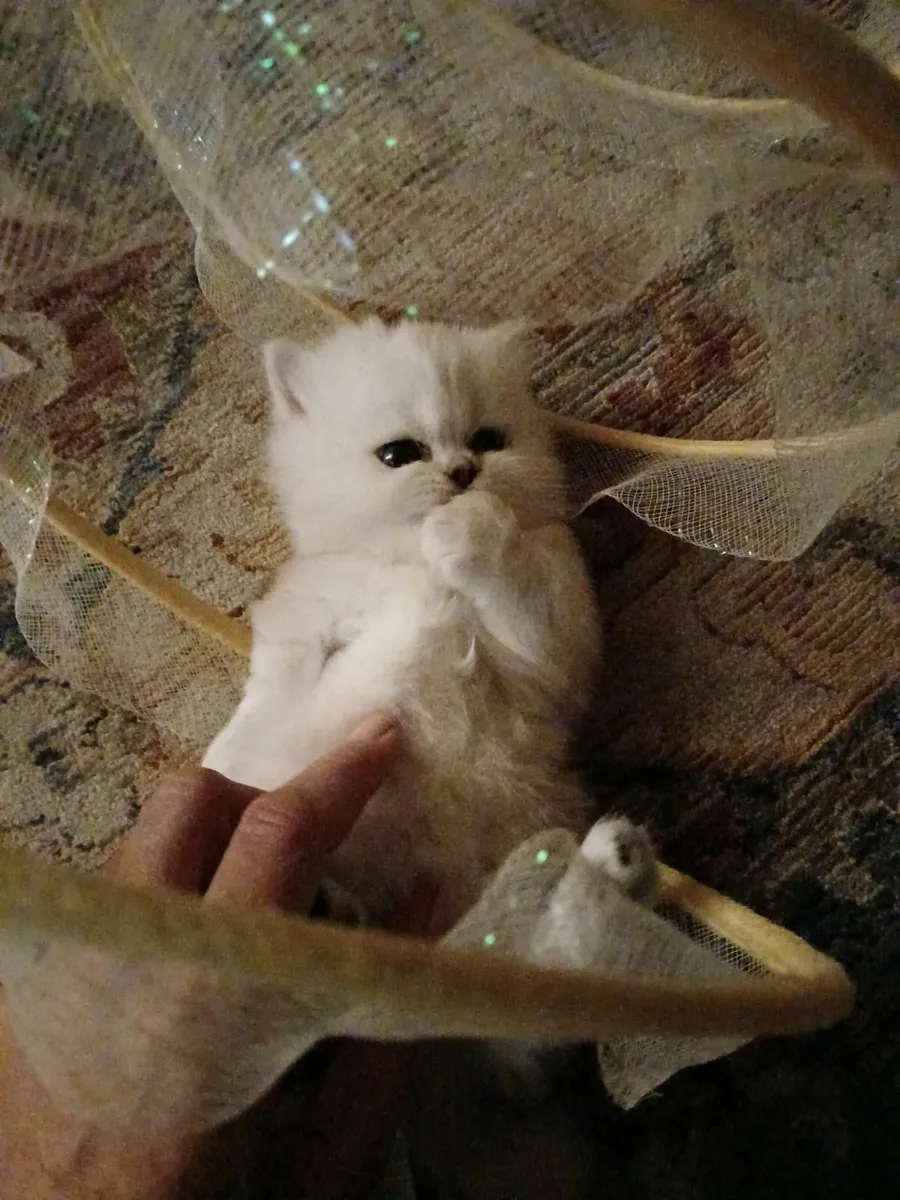 Persian Kittens - Image 1