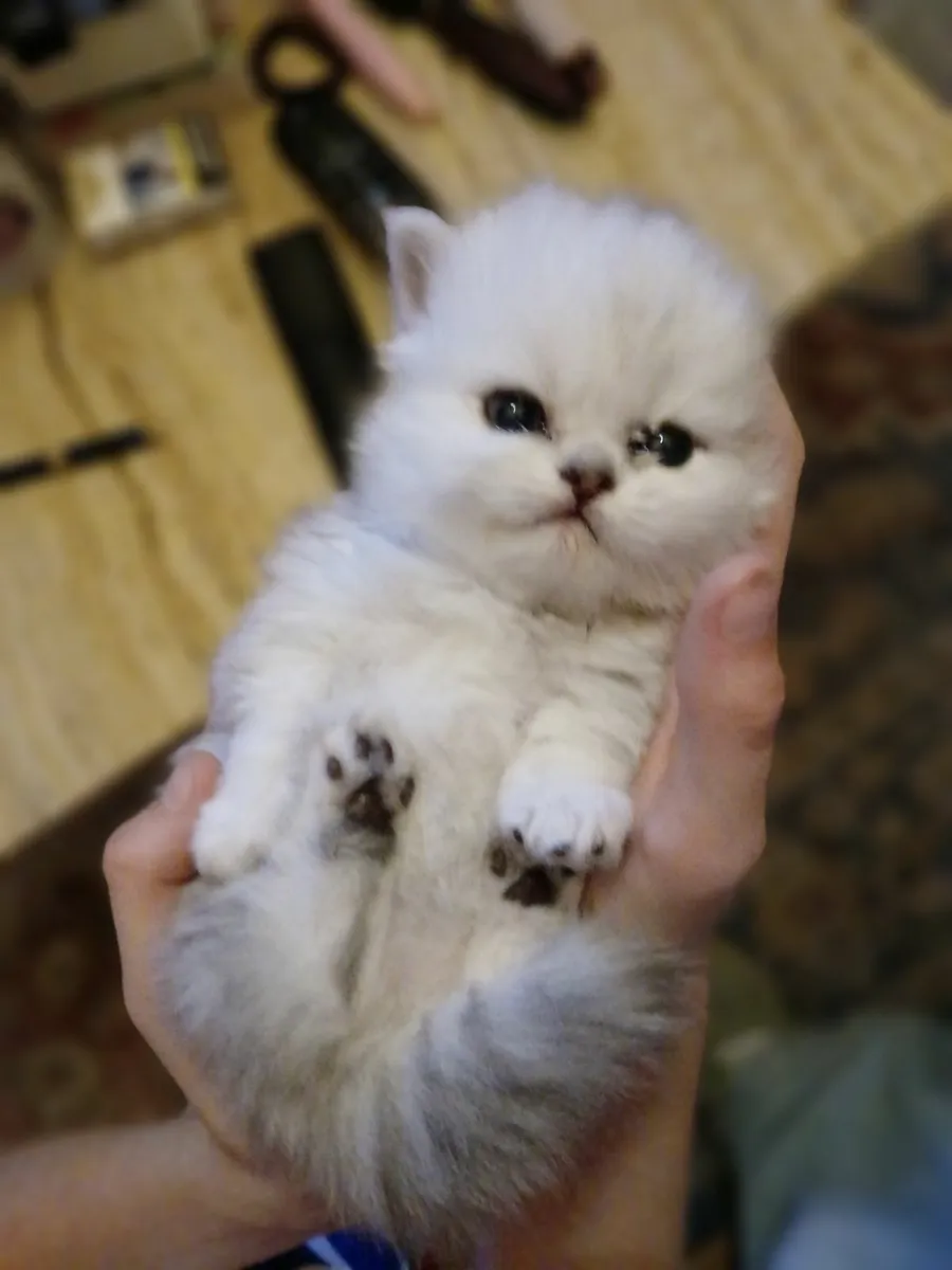 Persian Kittens - Image 2