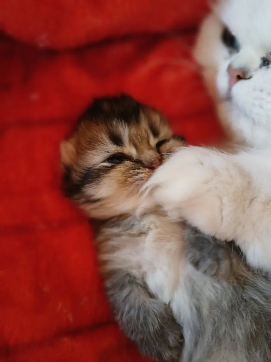 Persian Kittens - Image 3